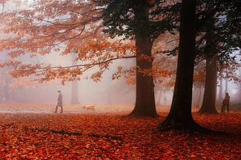 Kleine Geschichte von einem nebligen Morgen im Mastbos.