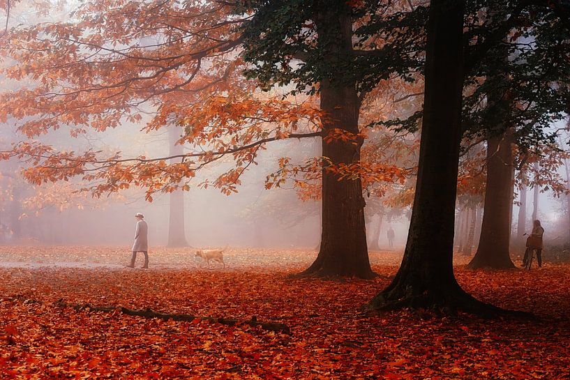 Petite histoire d'un matin brumeux dans le Mastbos. par Saskia Dingemans Awarded Photographer