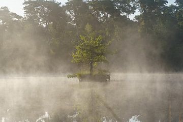 Arbre solitaire sur Björn van den Berg