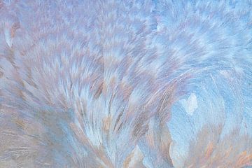 Ice Flowers in Winter | Abstract Photography