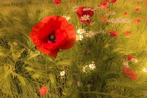  Mohnblumenromantic