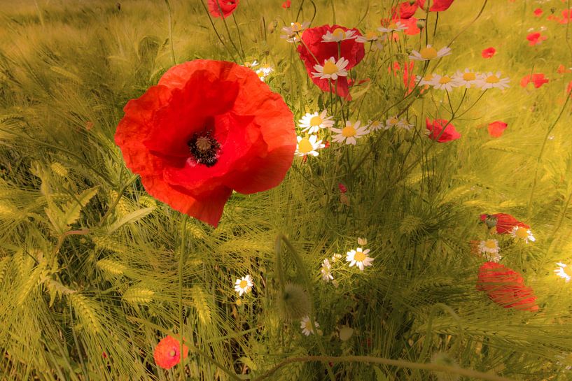 poppy in the  cornfield by Kurt Krause