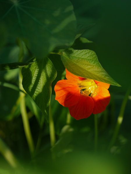 Versteckte Blume von Anouk Beunen