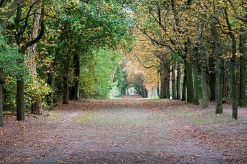 laan in de herfst by ChrisWillemsen