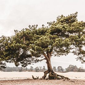 Vlieg den op zandverstuiving van Mayra Fotografie