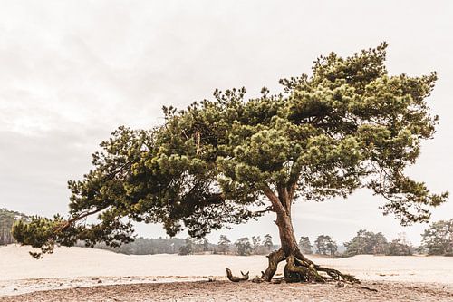Pine tree on a sand drift