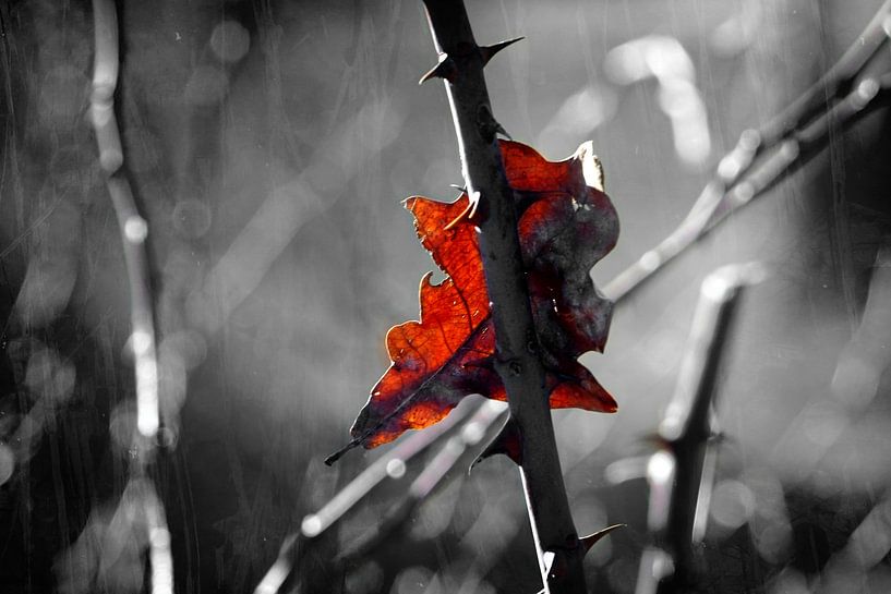 Branche d'épine avec une feuille d'automne par Toni Stauche