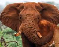 Portrait angry elephant