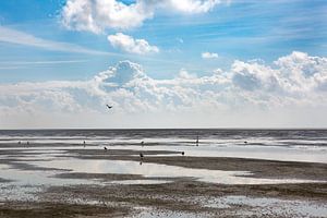 Het wad bij Terschelling