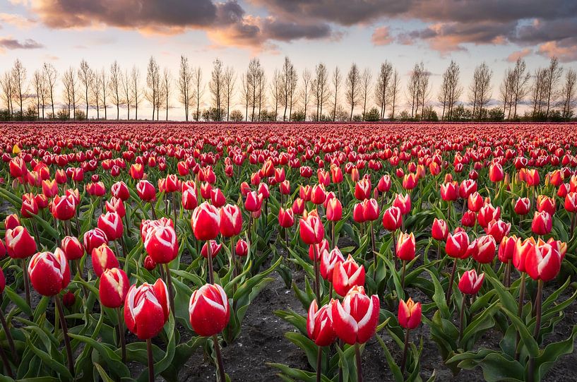 Rotes Tulpenfeld von Jeroen Schouten