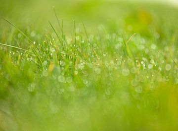 het lentegevoel in het grasveld van Michel Knikker