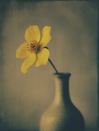 Blume in Vase Nr. 1 von Studio Silver & Sepia