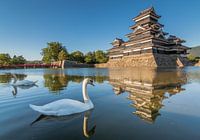 Swans at Matsumoto Castle in Nagano (Japan).