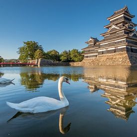 Zwanen bij het Matsumoto kasteel in Nagano (Japan). van Claudio Duarte