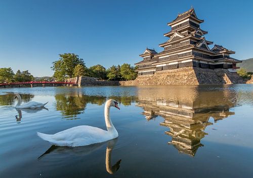Des cygnes au château de Matsumoto à Nagano (Japon).