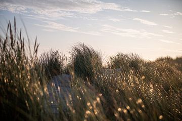 L'herbe à casque avec les premiers rayons de soleil sur Terschelling sur Wendy de Jong