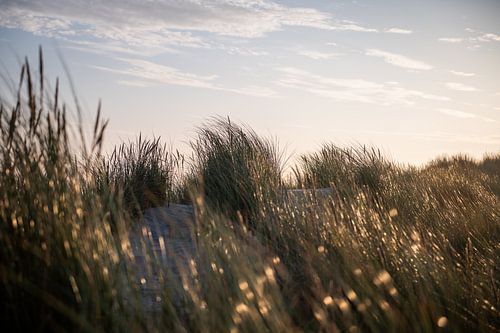 Helmgras mit den ersten Sonnenstrahlen auf Terschelling