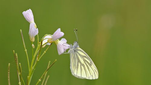 Klein geaderd witje op een pinksterbloem.
