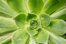 Macro van Steven Hendrix