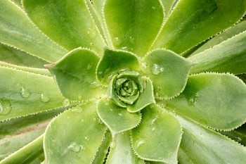 Macro