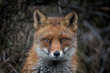 Wet red fox by Ruud Bakker