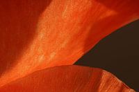 Orange macro
