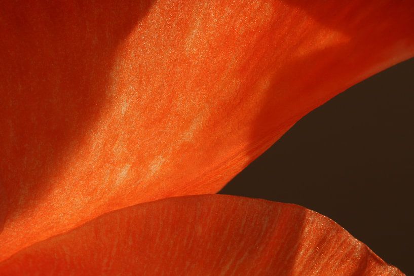 Oranje macro van Julius Koster