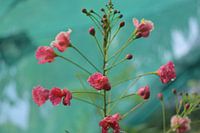 Tropische Pfauenblüte nach Regen im KL Butterfly Park