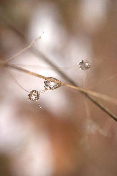 Liquid by Angelique Raaijmakers