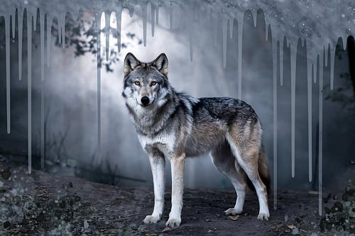 Loup dans un paysage de forêt mystique