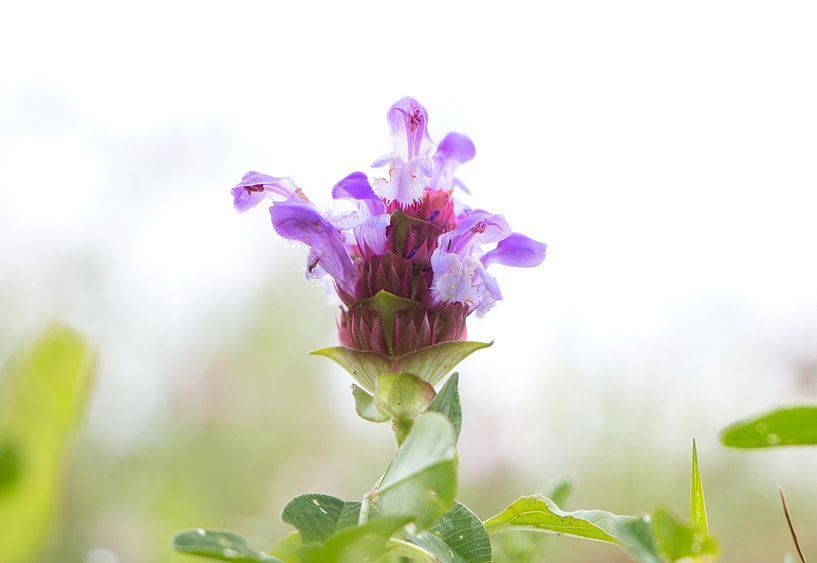 Lavender is also a beautiful flower on its own by Natuurpracht   Kees Doornenbal