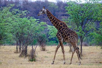 Giraffe tussen de bomen van Niek Traas
