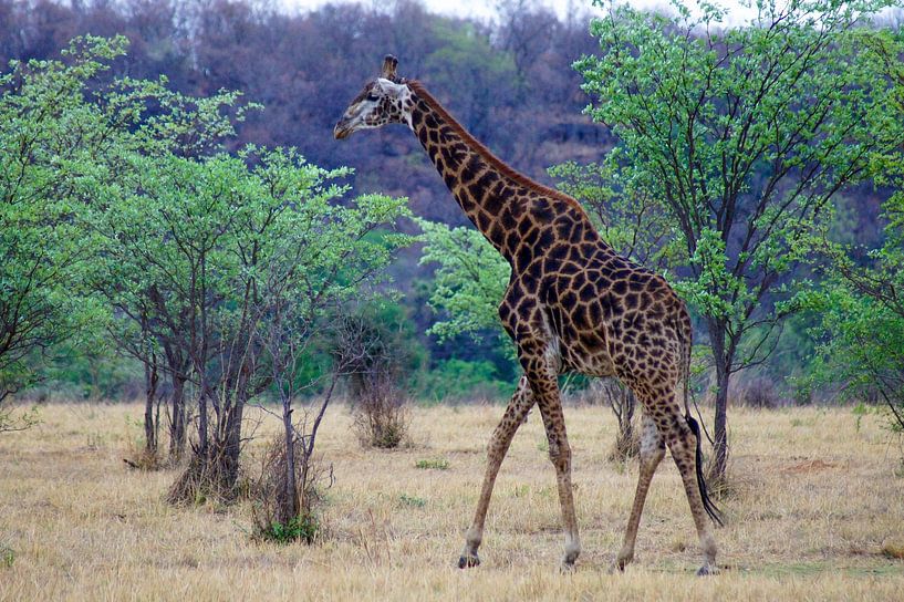 Giraffe among the trees by Niek Traas