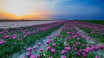 Tulpen auf einem Feld mit untergehender Sonne