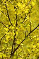 Birch leaves
