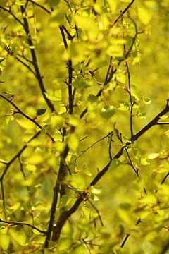 Birch leaves by Wieke Streef