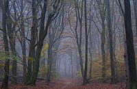 Trees in the fog in autumn
