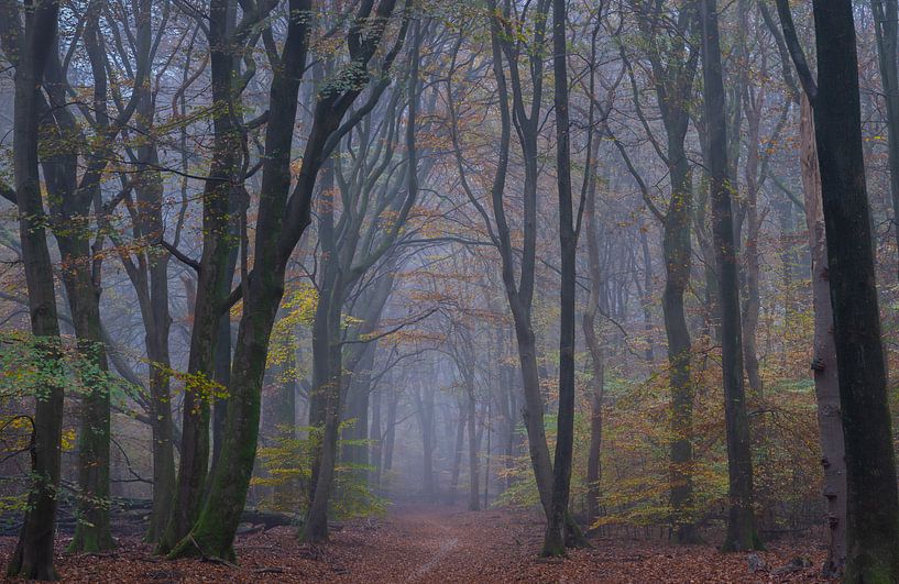 Bomen in het Speulderbos in de mist in de herfst van Margreet Riedstra