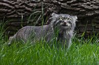 Pallas-Katze oder Pallas-Katze auf einem Hintergrund aus Gras und Holz. grimmiger Blick von Michael Semenov Miniaturansicht