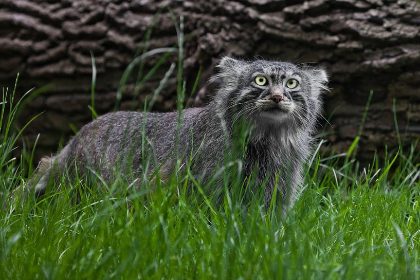 Pallas-Katze oder Pallas-Katze auf einem Hintergrund aus Gras und Holz. grimmiger Blick von Michael Semenov