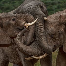 Gordischer Knoten von Guus Quaedvlieg