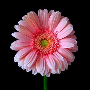 Schöne Gerberablüte