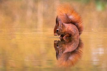 Miroir miroir qui c'est à dire .......