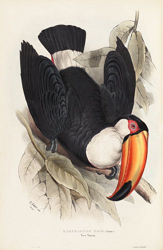 Toco Toekan, John Gould