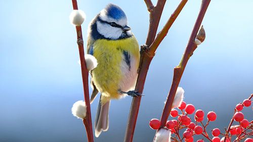 Blue tit by Sabrina de Vries