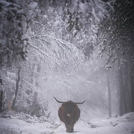 Schottischer Highlander von Tom Zwerver