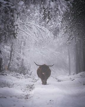 Schottischer Highlander