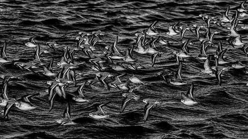 Bécasseaux sanderlings en noir et blanc