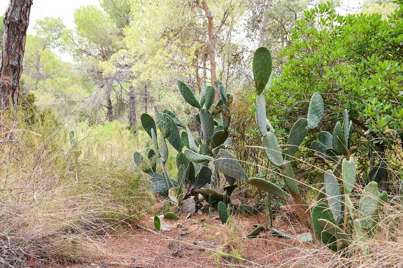 Nature intacte en Espagne par Maria-Maaike Dijkstra