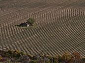 Lavendelveld in de herfst van boven van Timon Schneider thumbnail